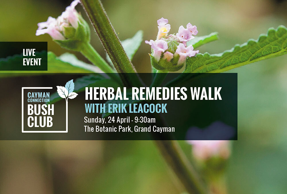 Herbal Remedies Walk