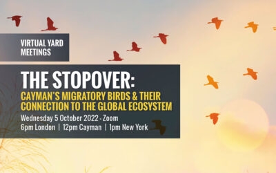 The Stopover: Cayman’s Migratory Birds