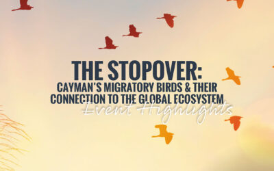 The Stopover Highlights